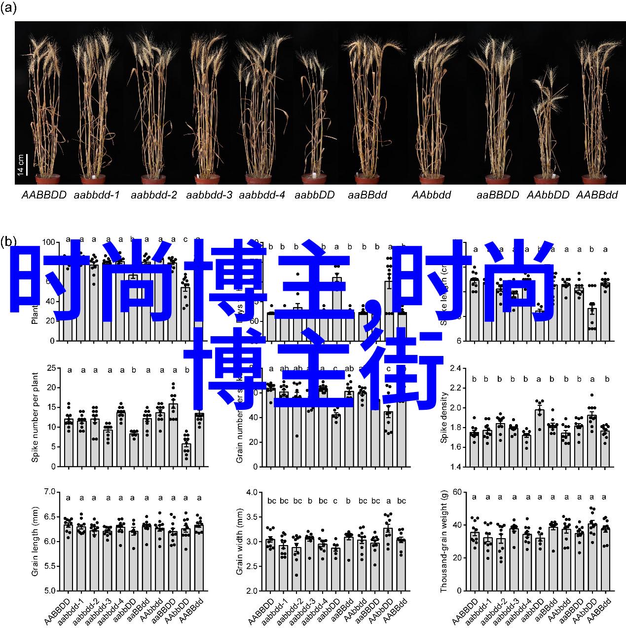 总裁干了这碗绿茶小说免费阅读-豪门的秘密品味一碗绿茶下的爱情纠葛