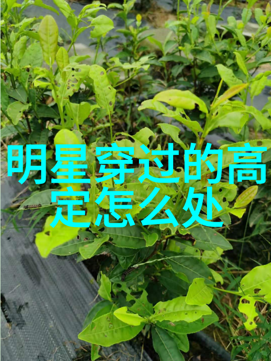 探索Aion官网如何成为Atreia世界中的英雄